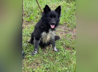 Zoya, geboren 25.09.2024, 40cm sucht ihr Zuhause
