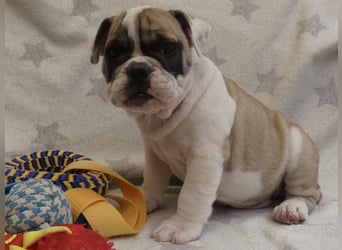 Freiatmige Bulldoggenwelpen Abgabebereit