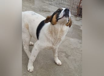 Maxima ❤️ verspielt, aktiv, verschmust!