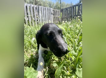 Sanfter und entspannter Junghund PEPPO sucht eine Familie!