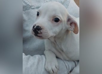 Ronny: kleiner Lausbub zum lieb haben