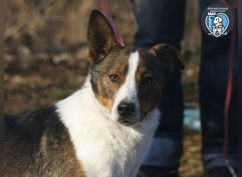 Ziggy sucht ein Zuhause