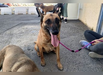 Magia -  Malinois mit großem Herzen