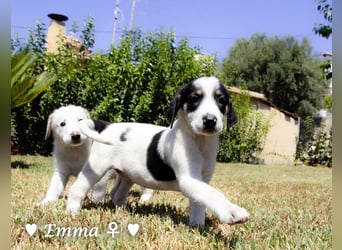 Erin, Emma, Eckie und Enya suchen ein Zuhause