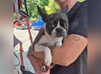 Diva - RESERVIERT -bietet Charme und Charakter, sucht aktives Zuhause mit Herz und Hundverstand