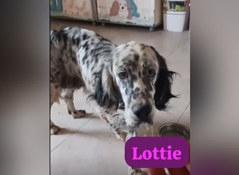 Lottie – Sanfte Setterseele sucht ihr Glück!
