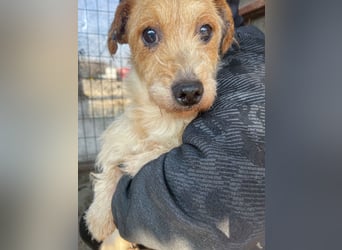 Hatchi LM - Skeptischer Gefährte mit neugierigem Herzen