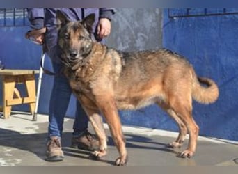 Compeão, ein temperamentvoller und kontaktfreudiger „Wolfsbruder“