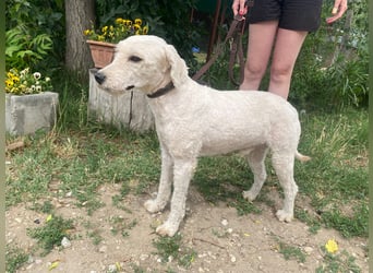 Lazar sucht ein Zuhause