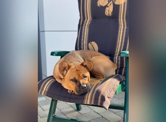 ZuHause gesucht für Jin