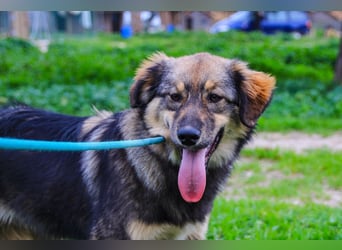 Roslyn, Mix Collie / Schäferhund, lieb und verträglich