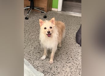 Loretta SR – Unkomplizierte Dame sucht ihr Zuhause