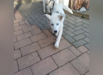 Akita-Husky Welpen