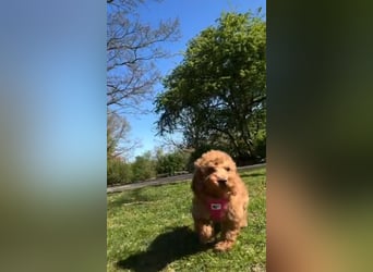 Wunderschöne Zwergpudelwelpen in Rot und Black & Tan