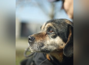 Bogar, kleine Seniorin sucht ruhiges Plätzchen