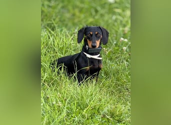 Lilly - auf PS in Lohmar- liebevolle, freundliche Dackel Dame