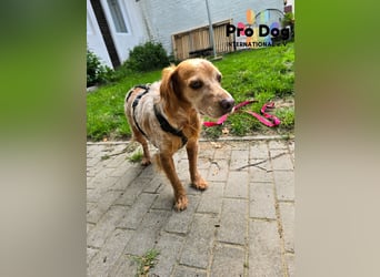 Skipper auf Pflegestelle