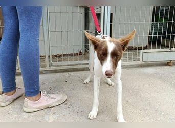Xisco(PA)  Wunderschöner und sanftmütiger junger Bube