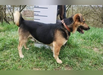 Clyde, Dackel - Schäferhund Mischling
