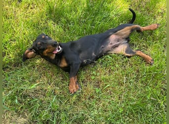 MAGGIE - die lustige Dackeldame möchte mit DIR gemeinsam die Welt entdecken.....