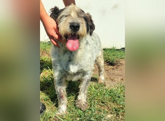 Zauro, Mix Bobtail / Briard / Cattle Dog, lieb und sozial
