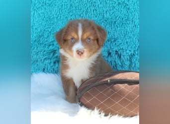 Super schöne Miniature Australian Shepherd Schmusebärchen aus liebevoller Hausaufzucht .