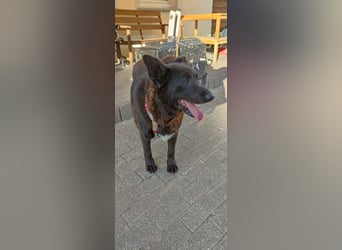 Raven - lieber Anfängerhund in Deutschland