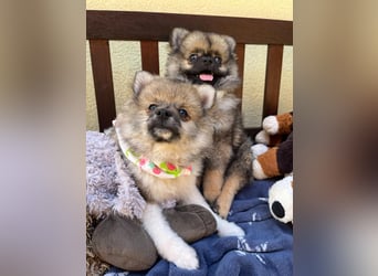 Bonnie SR - Spitz-Prinzessin sucht ihr Für-immer-Zuhause