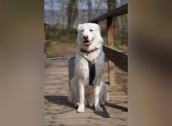 Erna wartet in Tierpension Tannenhof 54597 Wallersheim