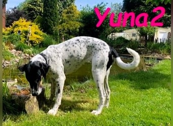 Yuna2 05/2024 (in Deutschland) - menschenbezogene und verschmuste Hündin!