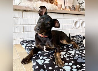 Bailey sucht sein Glück