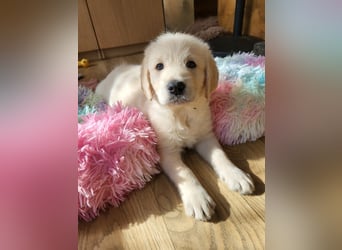 Bildschöne, kuschelige und sehr verschmuste Labradoodle Welpen F1, Sofort Abgabebereit