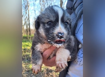 Tiara ❤️ aufgewecktes Husky-Mix Mädl