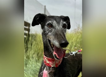 Giria - ängstliche Galga sucht