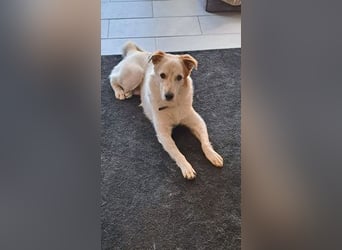 Lustiger Felix sucht ein aktives Zuhause