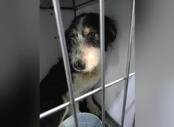 HARLEEN gerettet aus  Horror Tötung von Slatina,  Ostern'22