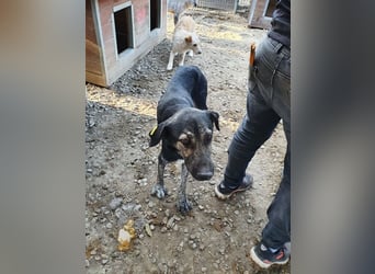 ♥SICCO♥ zu dünner, verschmuster, sehr menschenbezogener Rüde 60 cm