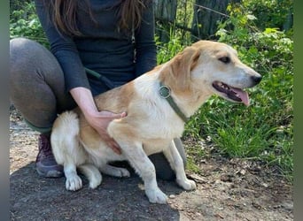 Betty, Labrador Mischling