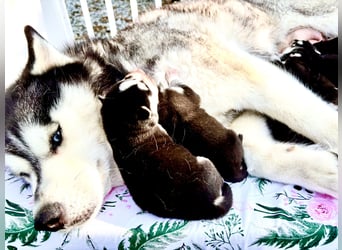 FCI Pedigree Blue Eyed Black & White Siberian Husky Champion Puppy