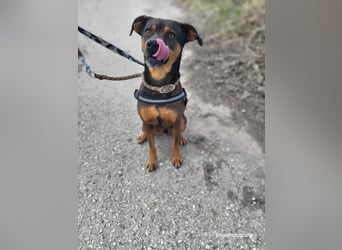 Fido SI – Ein aktiver Hund auf der Suche nach einem erfahrenen Zuhause