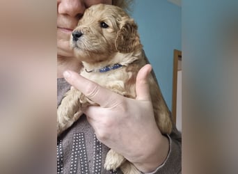 Labradoodlewelpen Rüden ab Mai abgabebereit