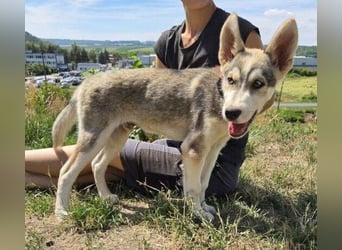 MONTY Husky Mix