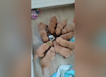 Golden Retriever Welpen