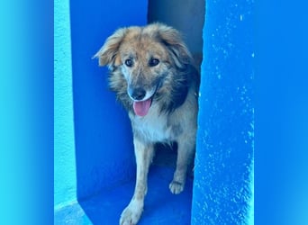 Honey, zurückhaltender Sanfter Collie Mix sucht ruhiges Zuhause