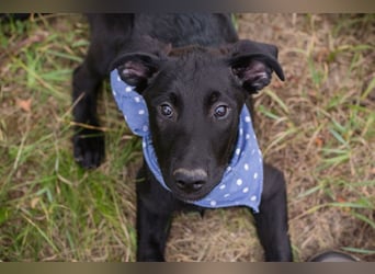 Sarino - der Labradorwelpe ist sozial, aktiv und menschenbezogen