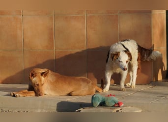 BARNABY-bei Anblick - LIEBE- hier wartet ein Seelenhund auf seine liebevolle Familie