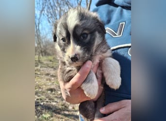 Tiara ❤️ aufgewecktes Husky-Mix Mädl