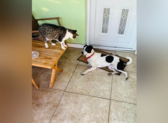 Hübsche Iris sucht liebe Familie