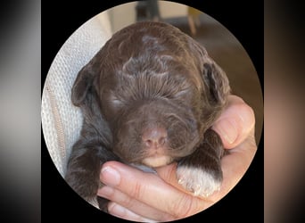 Lagotto - ein Herz aus Locken und Liebe