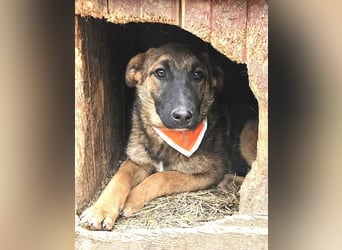 Cleo - freundliche, aktive, anhängliche Schäferhund Mix Hündin / z.Zt. noch in Rumänien